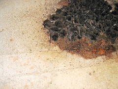 CairnsTC451 Paronella Park